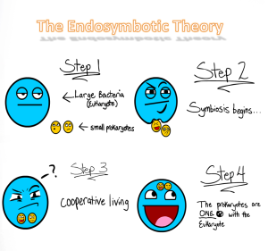 Endosymbiotic_Theory_by_RiceandBeans