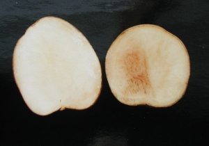 showing apple without and with enzymatic browning